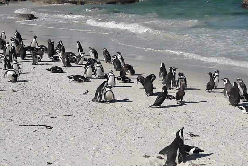 Private Guided Sightseeing Day Tour of Cape Peninsula Penguins