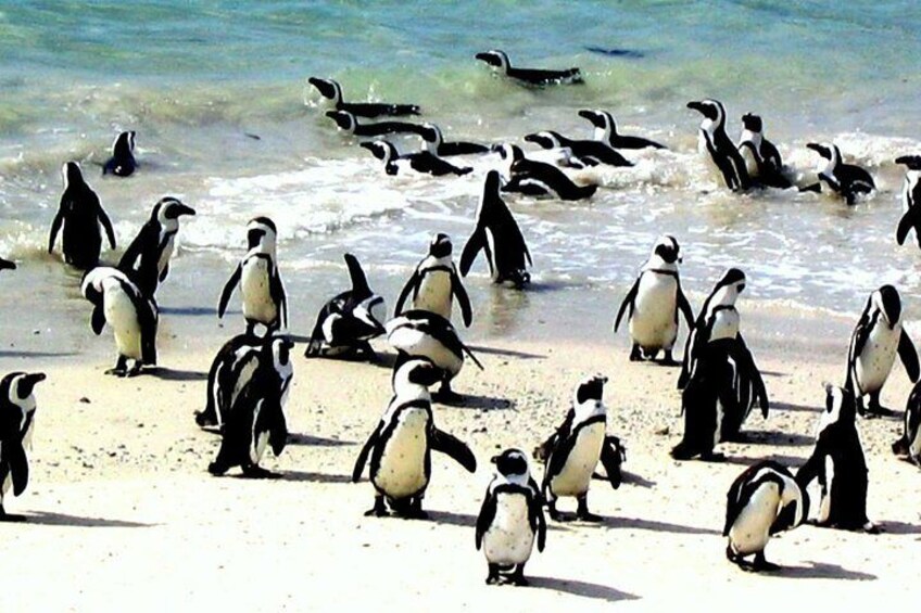 Private Guided Sightseeing Day Tour of Cape Peninsula Penguins