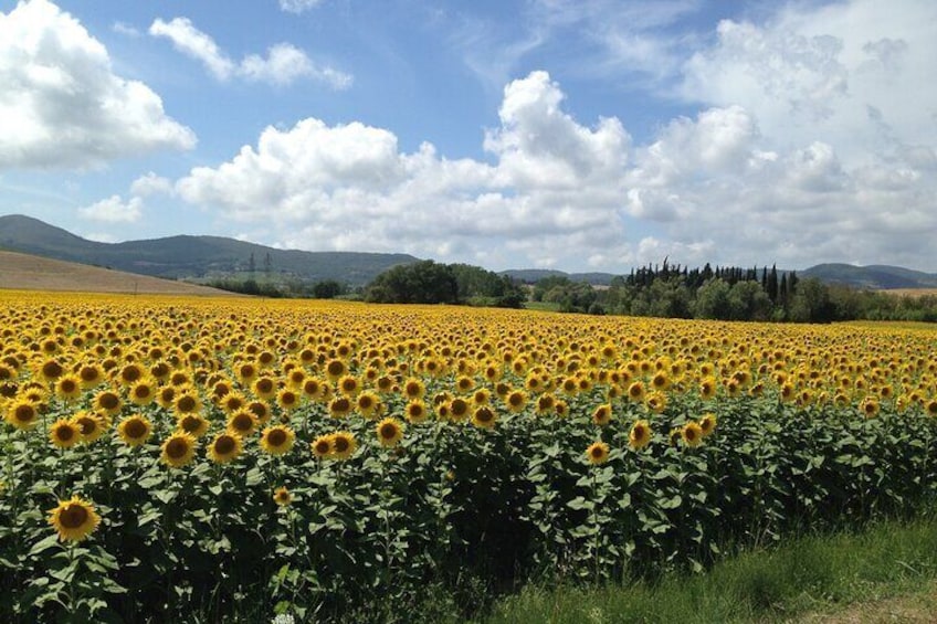 Tuscany and Wine Tasting Private Tour from Livorno