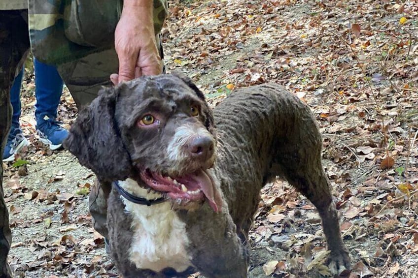 Tartufo, “Lagotto romagnolo”, the truffle dog 