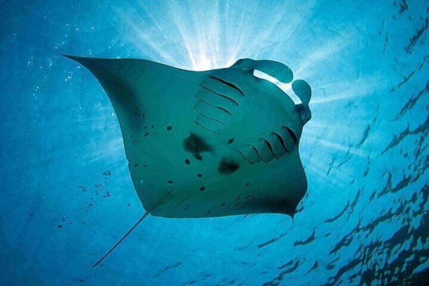 Snorkeling Nusa Lembongan - Snorkeling Trips with Manta Ray