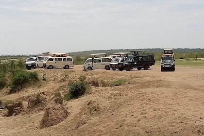 From Nairobi:3 Days 2 nights Maasai Mara safari with open roof 4x4