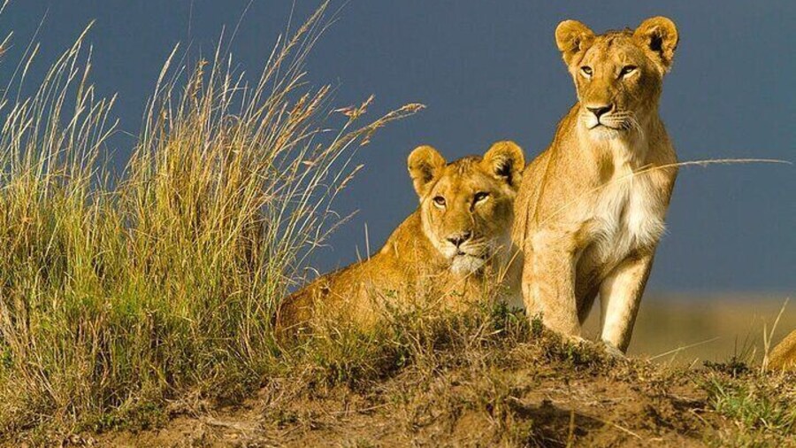 From Nairobi: 3 Days 2 nights Masai mara Group Joining safari