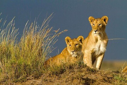 From Nairobi: 3 Days 2 nights Masai mara Group Joining safari