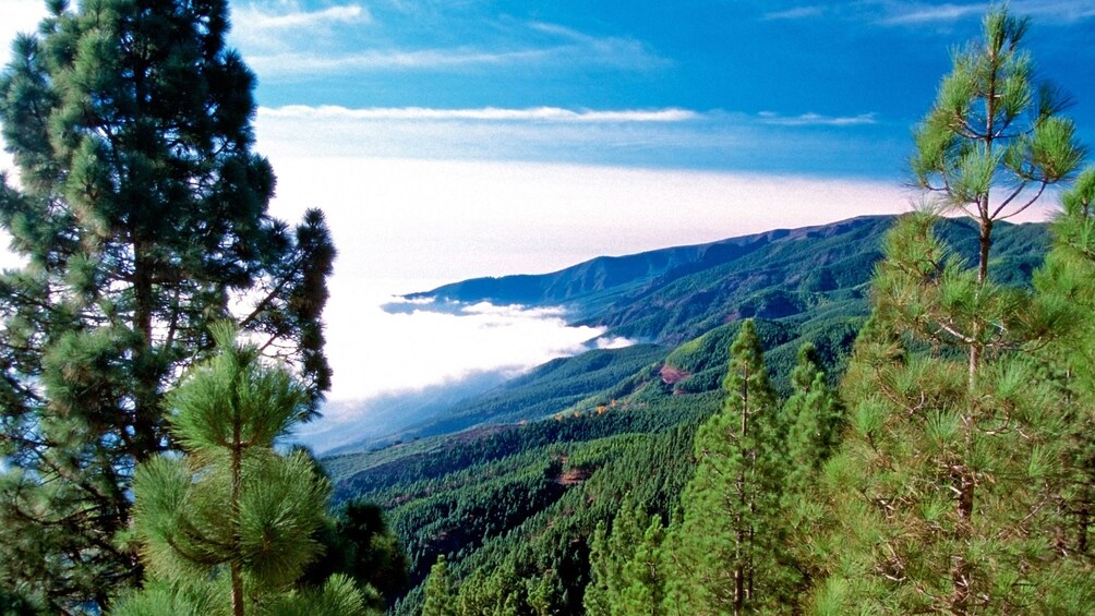 Foto 4 van 5. Mountain forest in Teide National Park