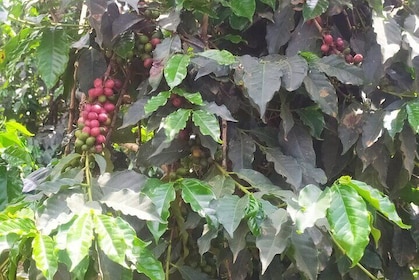 Coffee Farming Tour in kenya