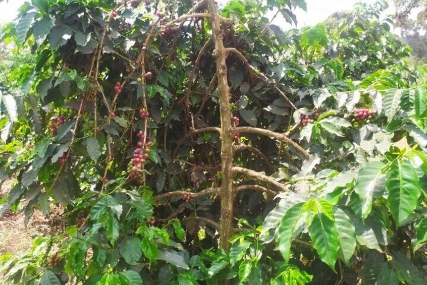 Coffee Farming Tour in kenya
