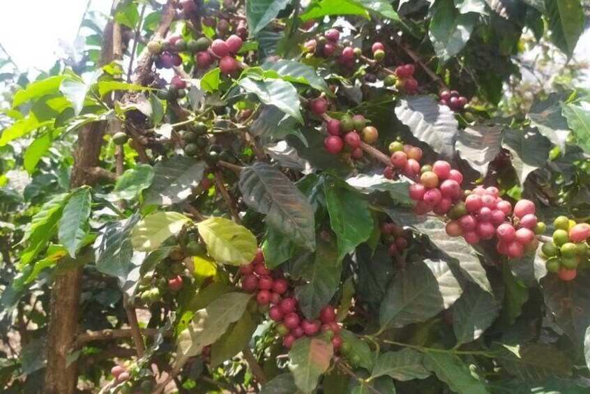 Coffee Farming Tour in kenya