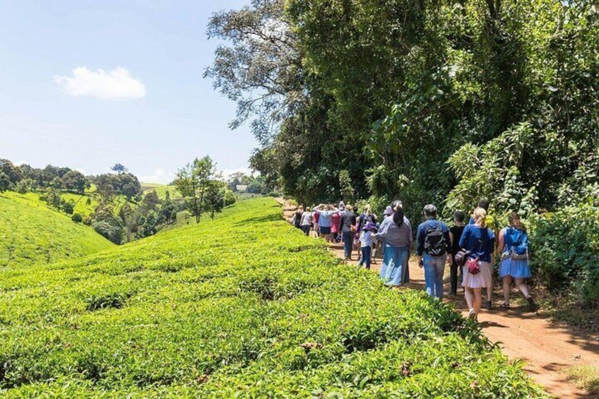 Full-Day Kiambethu Tea Farm Tour From Nairobi with Lunch