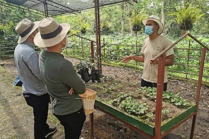 Coffee Farm - Group Tour and Daily Departure