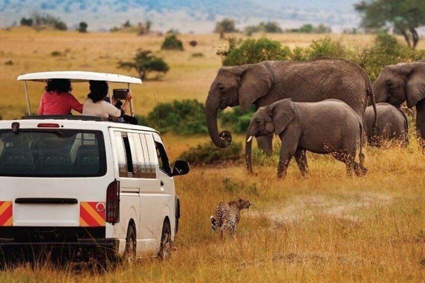 8-Day Best of Kenya Wildlife Private Safari