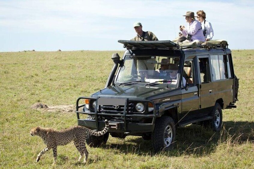 8-Day Best of Kenya Wildlife Private Safari