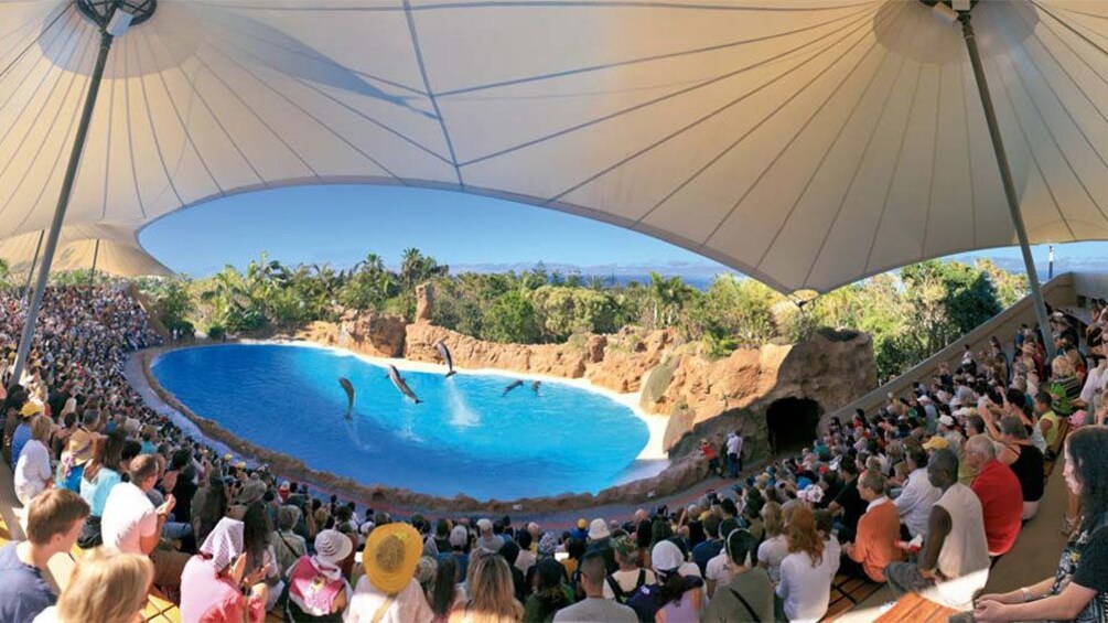 Indlæs billede 3 af 5. Dolphin show at Loro Parque