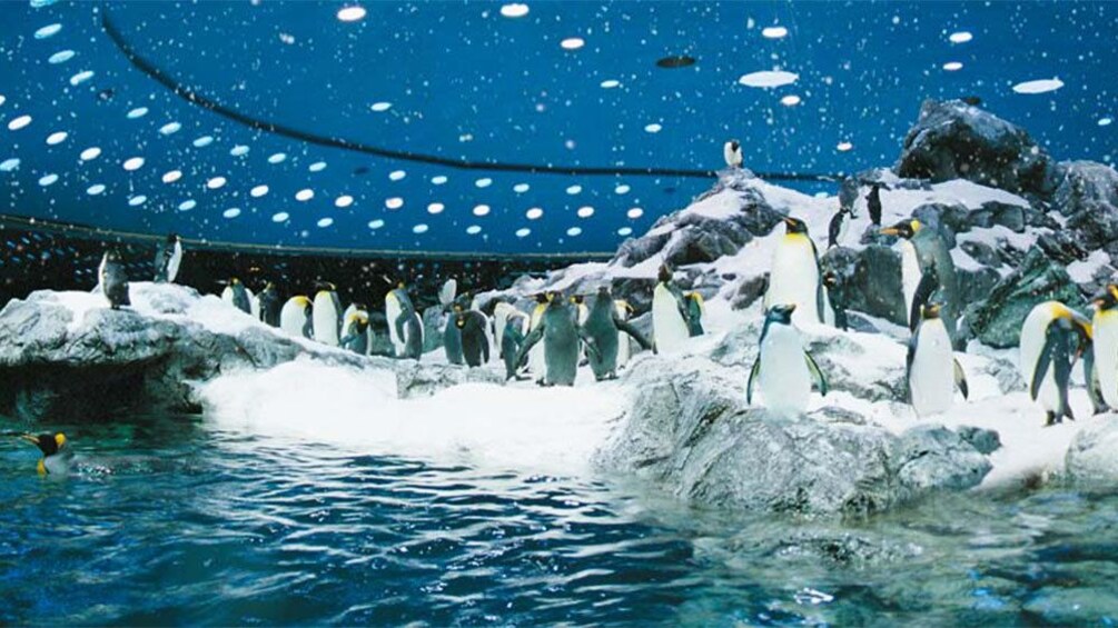 Indlæs billede 2 af 5. Penguin exhibit at Loro Parque