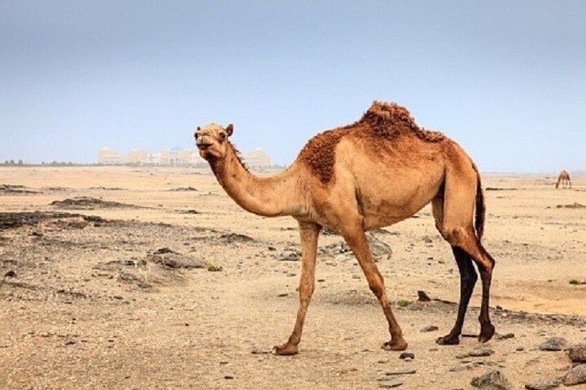 Quad & Camels in agafay desert day trip