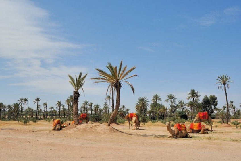 Exploring Marrakesh in half-day sightseeing tour