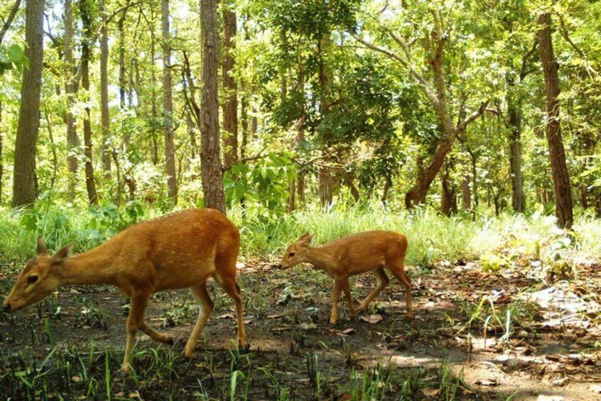 Pilibhit Tiger Reserve from Delhi