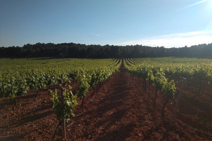 vineyard in Utiel