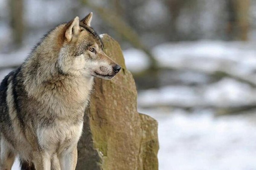 Skip the Line: Czechoslovakian wolf dog, let's learn with them Ticket