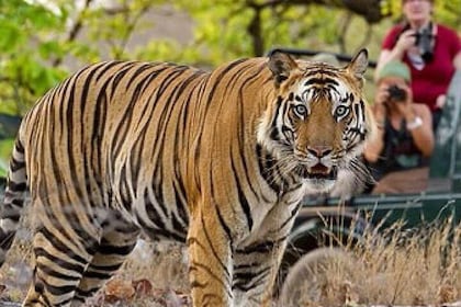 4-Day Private Tour of Delhi Agra and Jaipur with Tiger Safari
