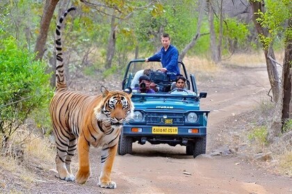 4-Day Private Tour of Delhi Agra and Jaipur with Tiger Safari