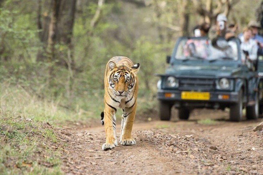 Ranthambore National Park