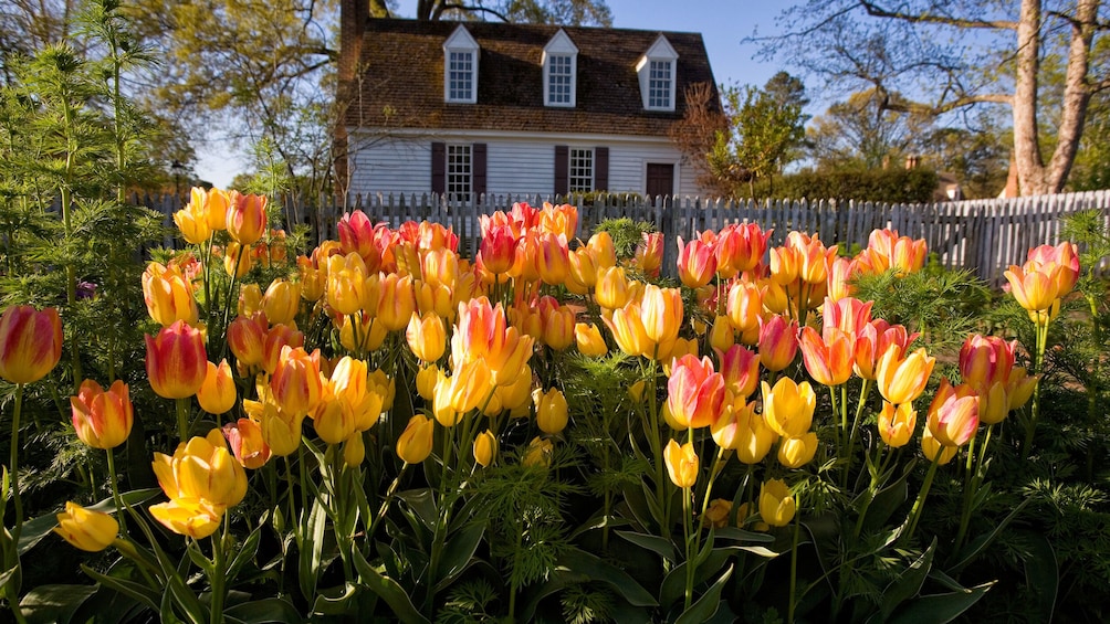 Tulips blooming in Williamsburg