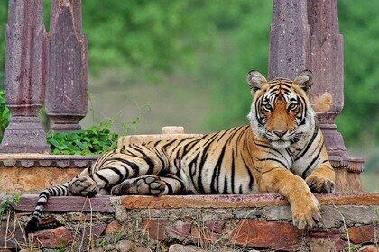 Golden Triangle with Wildlife Tiger Safari 05 Days & 04 Nights