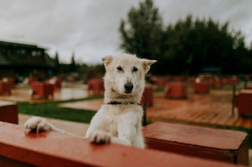 Meet our amazing Alaskan huskies