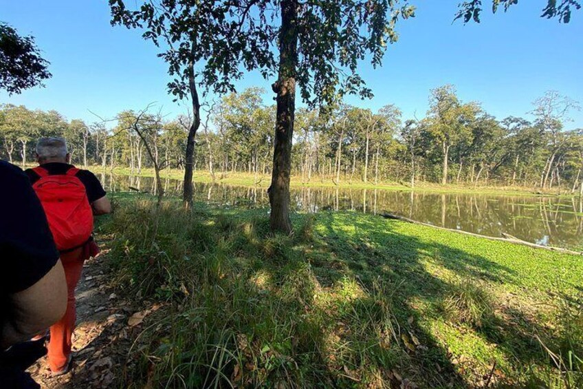 Nature Walk in Chitwan National Park