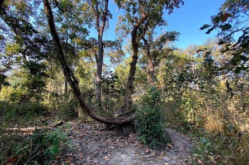 Nature Walk in Chitwan National Park