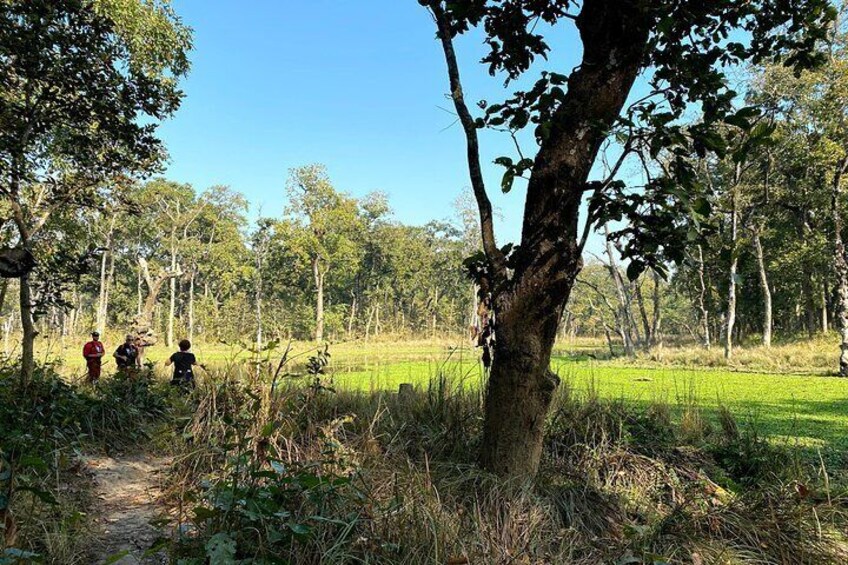 Nature Walk in Chitwan National Park