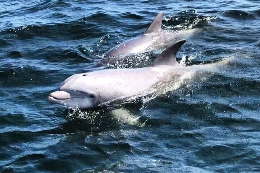 Private 3 Hour Powerboat Dolphin Cruise with Remote Beach Stop up to 15 guests
