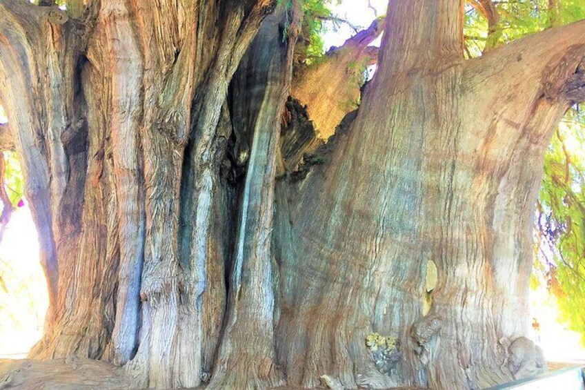 TREE OF TULE, THE WIDEST IN THE WORLD