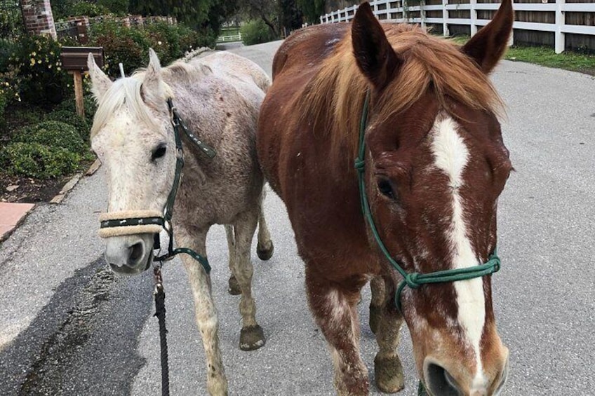 Our horses are safe and fun!