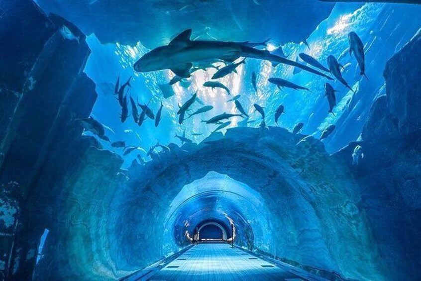Dubai Aquarium and Underwater Zoo 