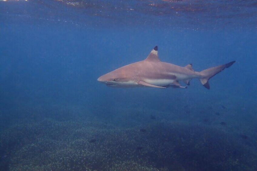 swimming with Black Tip Reef Sharks