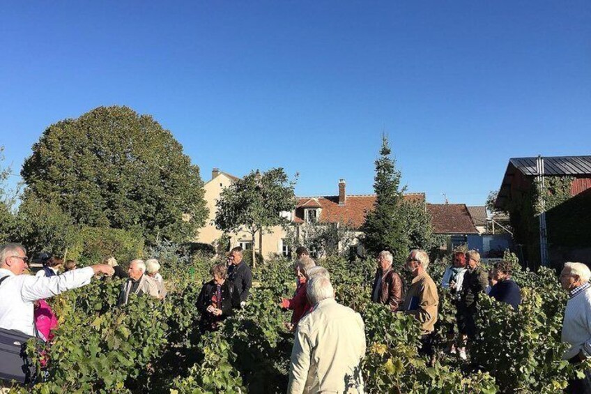 Visit and tasting at Domaine Clotilde Davenne