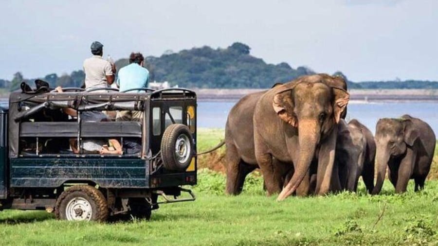 Full-Day Minneriya and Kaudulla National Parks Private Safari