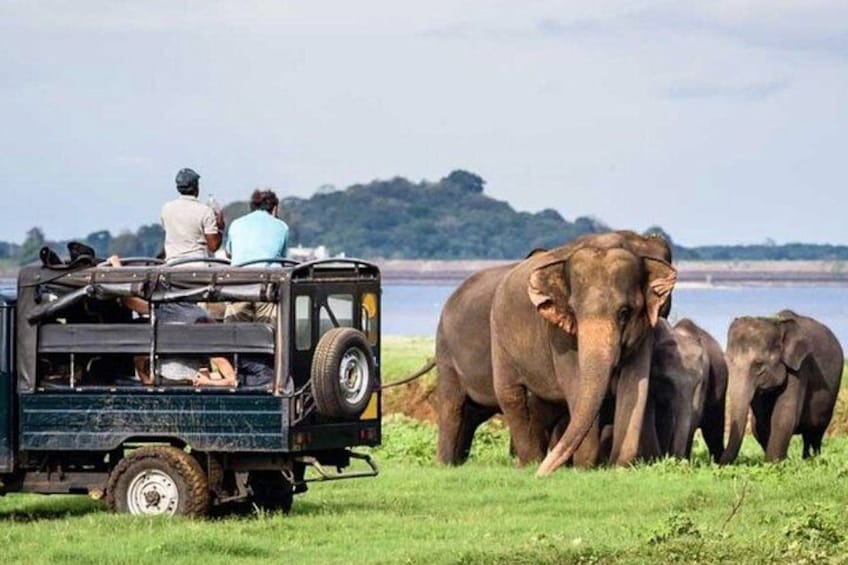 Full-Day Minneriya and Kaudulla National Parks Private Safari