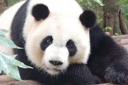 Chengdu Panda Base Day Trip from Shanghai by Air plus Martial Marquis Templ...
