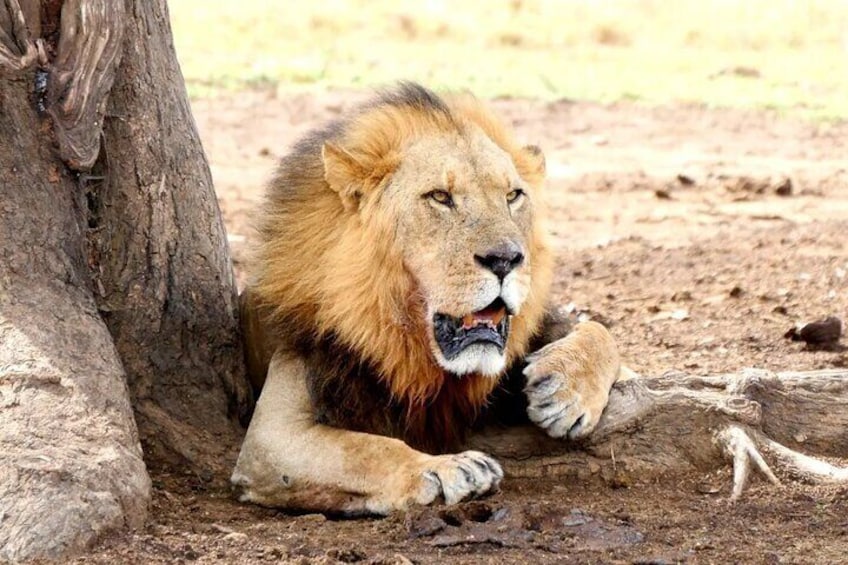 Lake Nakuru NP Half-Day Safari