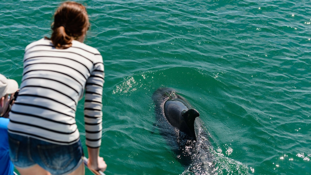 Show item 4 of 7. Woman looking at a Dolphin