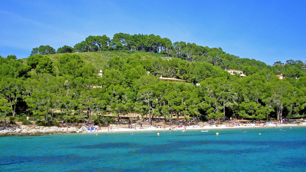 Jungle coastline of Pollensa Bay