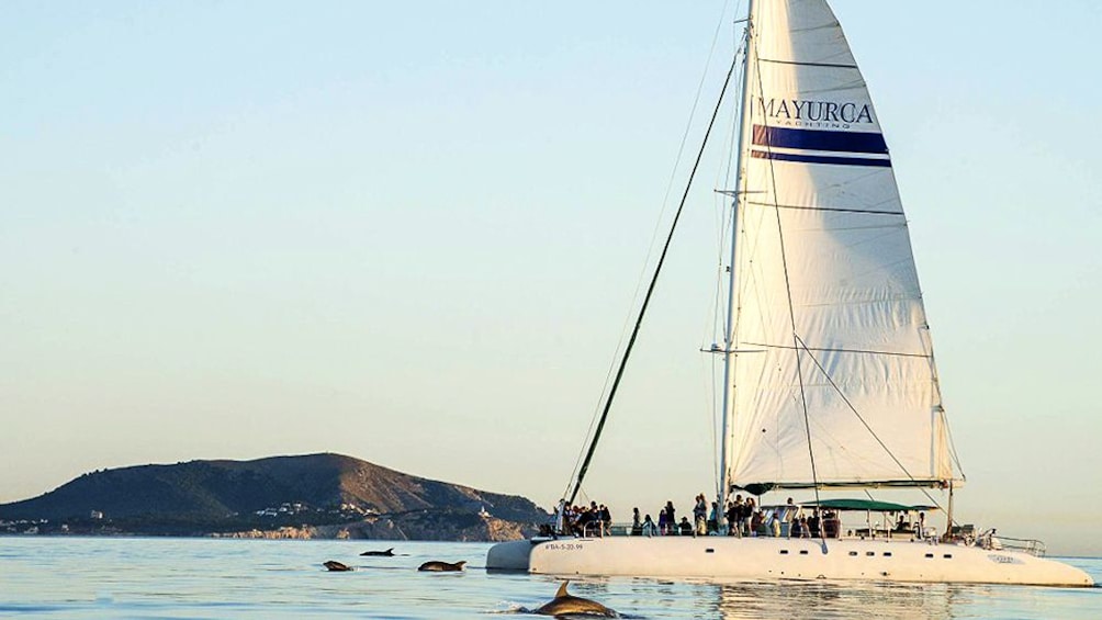 Catamaran sails along side dolphins in Mallorca Island