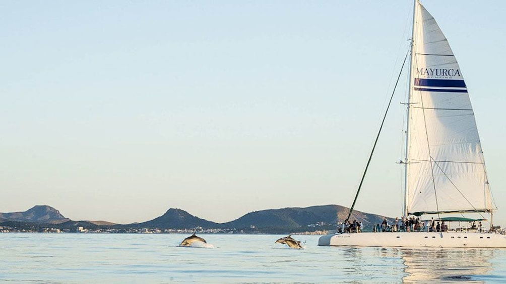 Dolphins jumping in front of catamaran in Mallorca Island