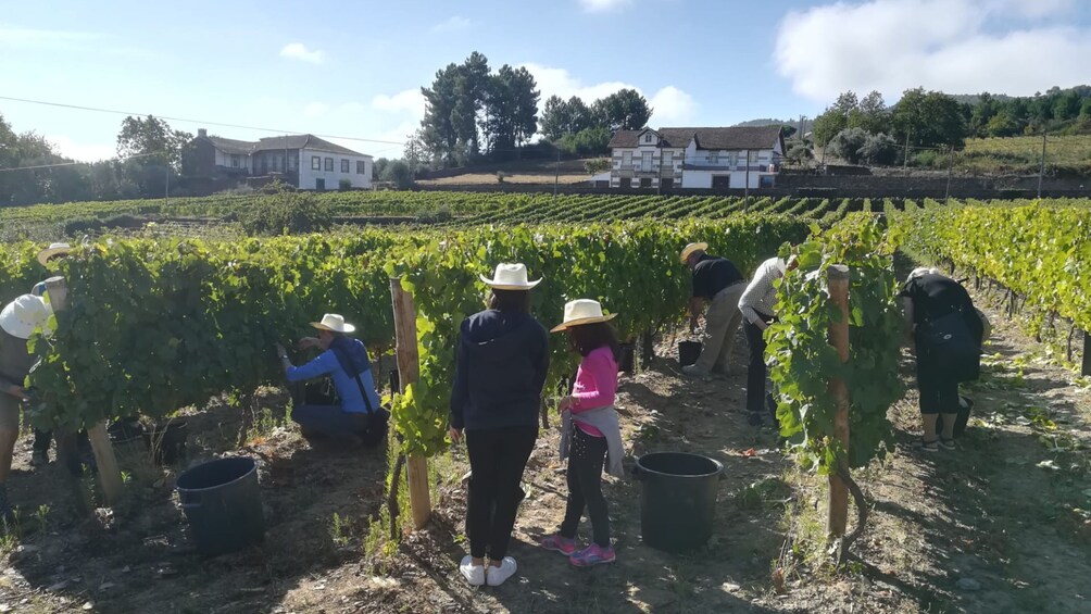 Small-Group Douro Valley with Wine Tasting and Lunch