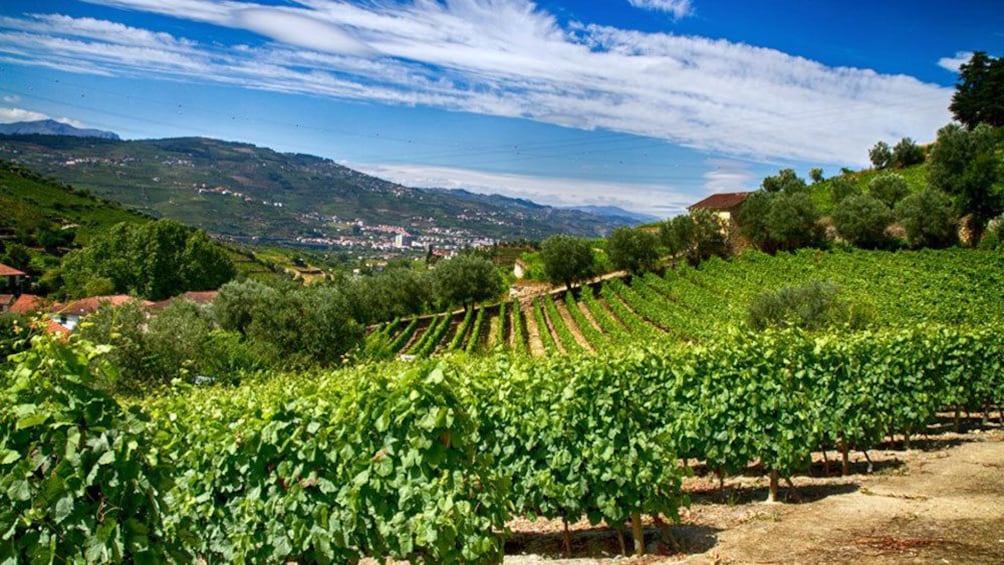 Rows of plants in Douro Valley