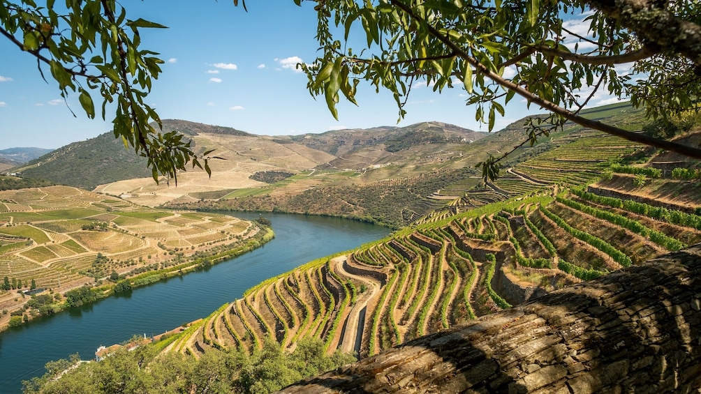 Small-Group Douro Valley with Wine Tasting and Lunch