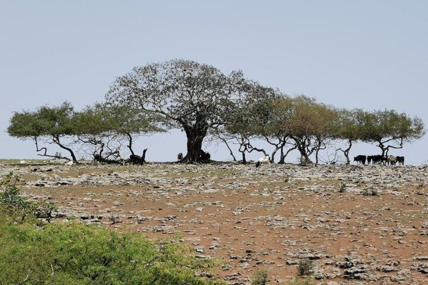 Samhan Mountain Safari (Experience Dhofar Region Highiest Point)